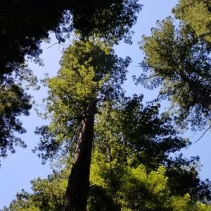 Meet your Posher, Roy